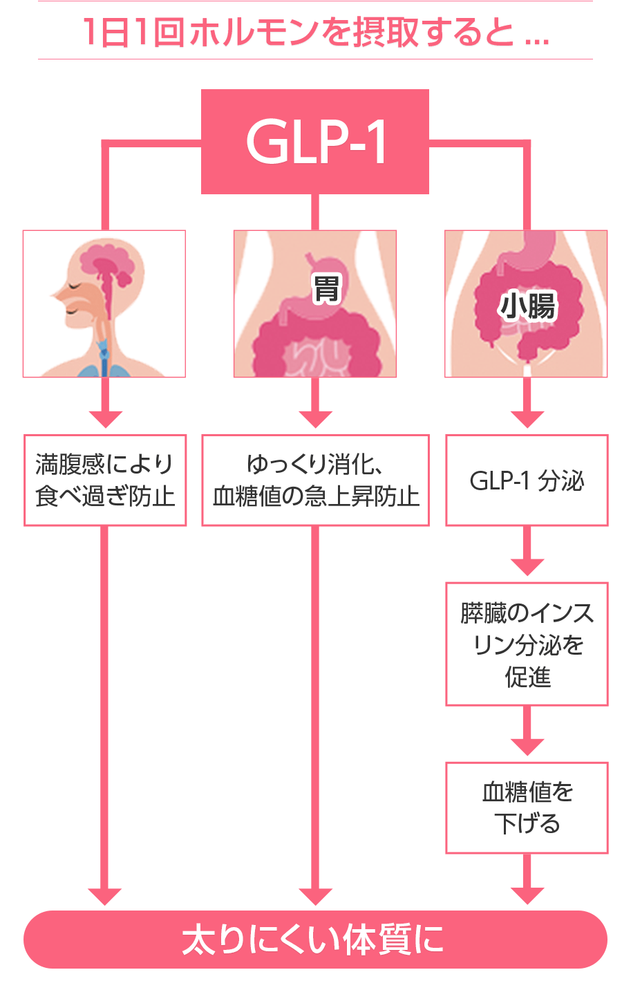 GLP-1の構図