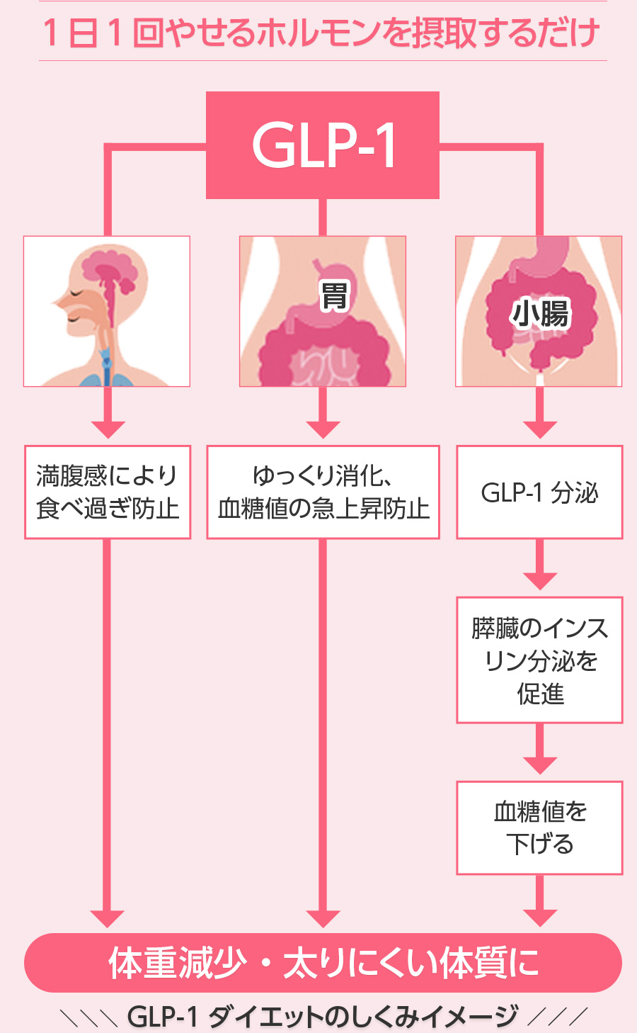 GLP-1の構図